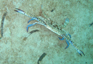 blaue Schwimmerkrabbe 